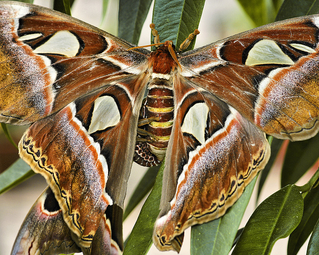 Atlas Moths Mating – Brookside Gardens