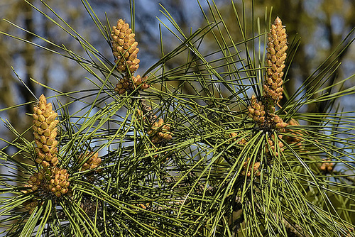 Pine Triptych