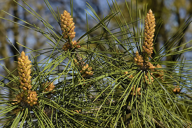 Pine Triptych