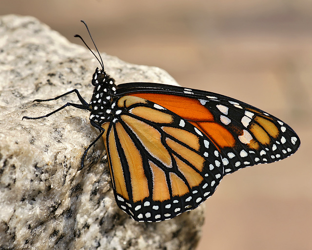 A Monarch on his Pedestal – Brookside Gardens