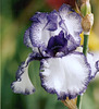 Iris Blue Staccato