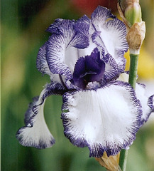 Iris Blue Staccato