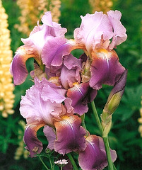 Iris Giant Rose