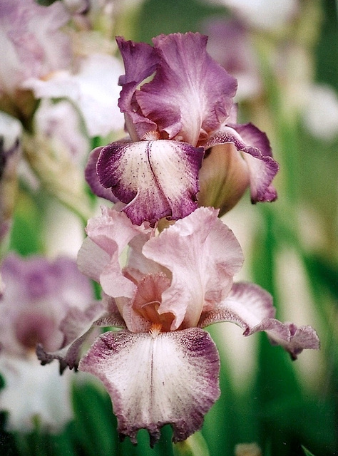 Iris Rancho Rose