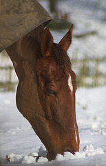 horse feeding in snow