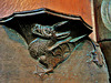 edlesborough dragon and toads