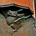 edlesborough dragon and toads