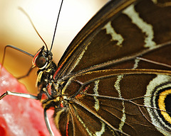 A Coat of Many Colours – Brookside Gardens A Coat of Many Colours – Brookside Gardens