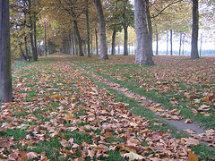 Prairie de Caen - Automne 2010