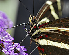 Harlequin – Brookside Gardens