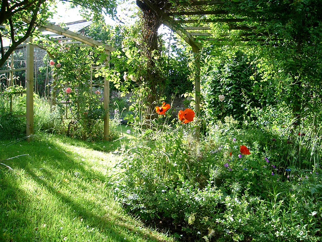 Poppies and roses