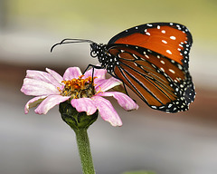 Queen Butterfly – Brookside Gardens