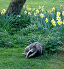 Garden visitor