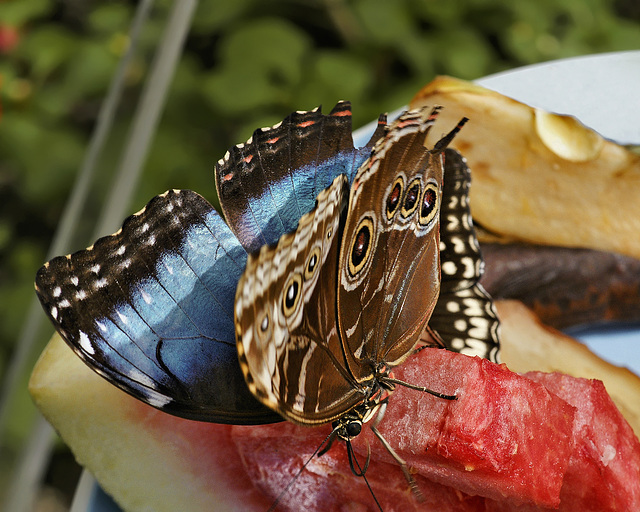 Blue Morpho, Red Watermelon – Brookside Gardens