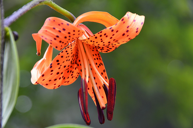 Tigerlily