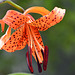 Tigerlily