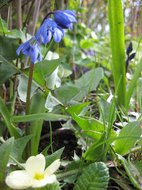 Blausternchen mit Primel