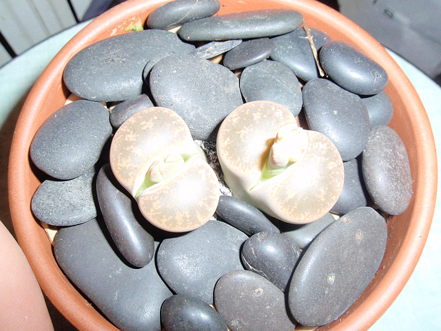 lithops PA060417