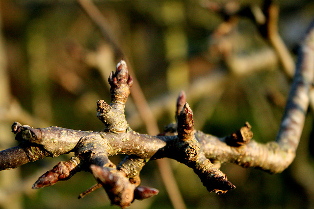 apple buds