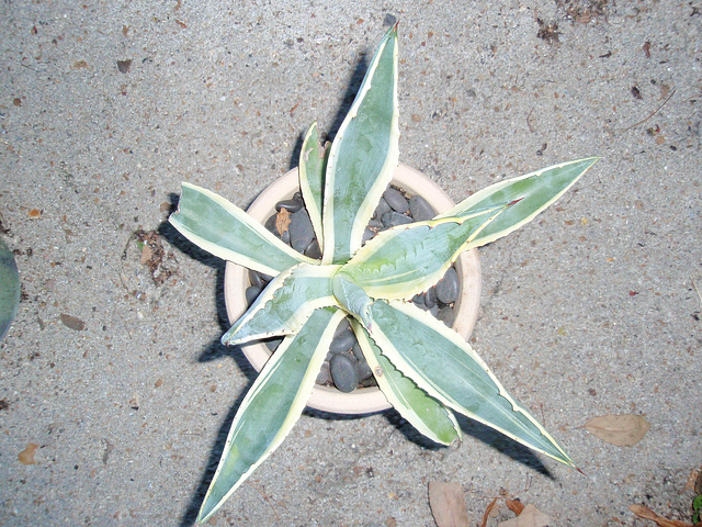 agave americana marginata P9020252