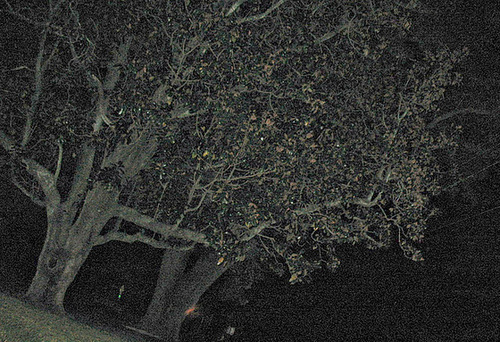 Night trees..
