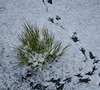 Frozen bird tracks