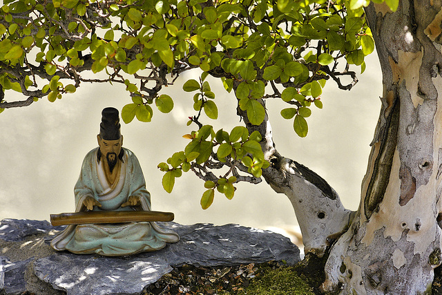 Bonsai Pauper's Tea – National Arboretum, Washington D.C.