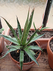 agave filifera P9260373