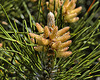 Pine Pollen Factory – National Arboretum, Washington D.C.