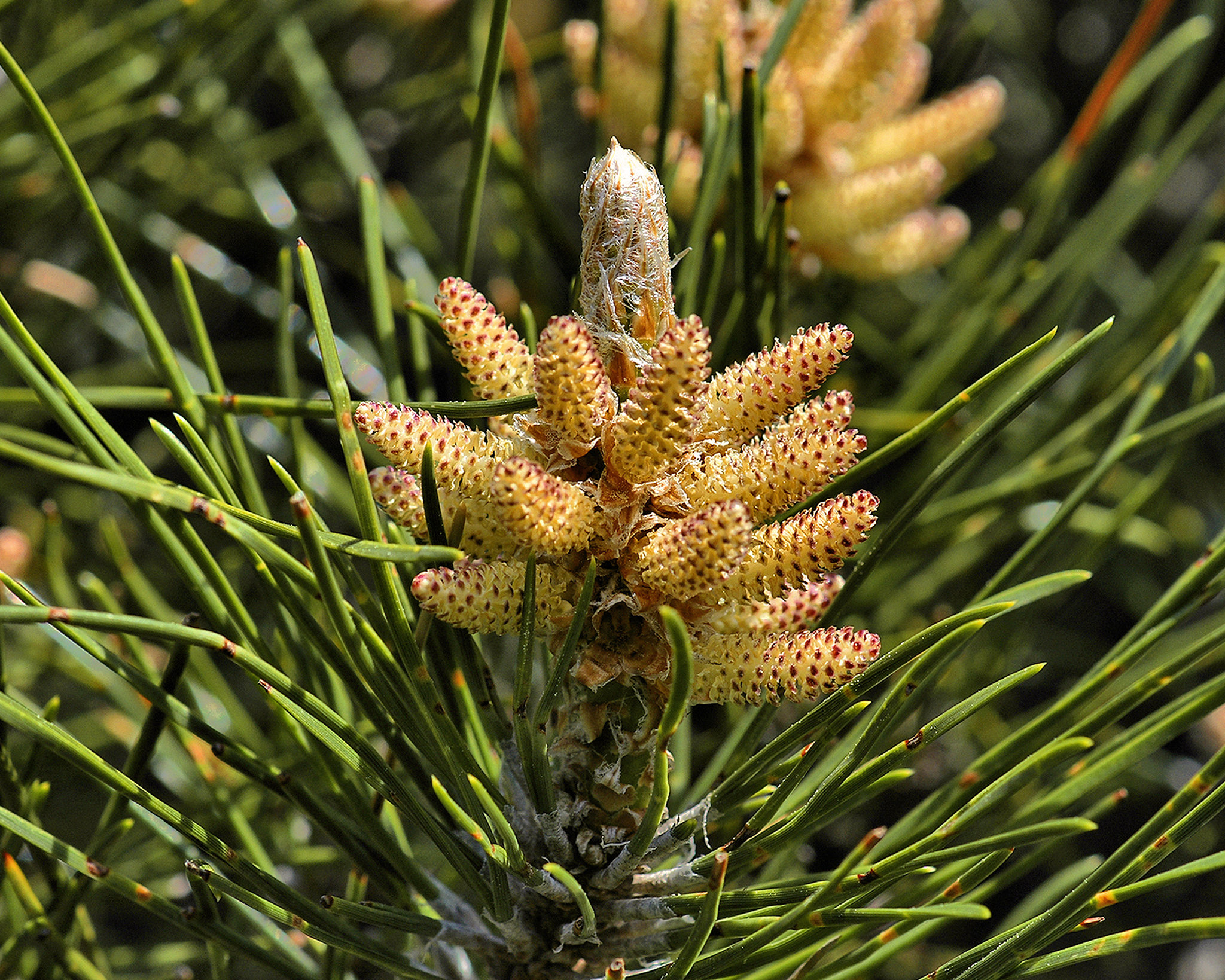 Pine Pollen Factory – National Arboretum, Washington D.C.