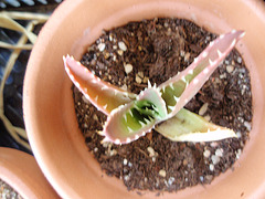 aloe mitriformis P9020227