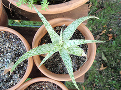 aloe rauhii snowflake P9020243