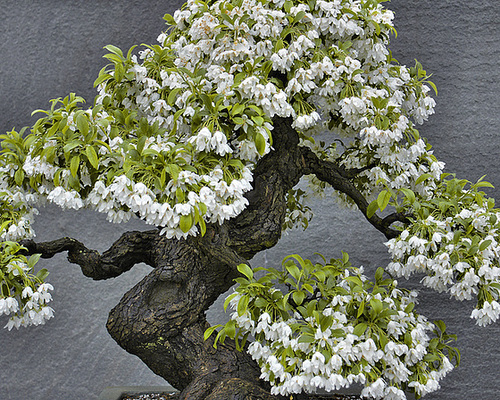 Bonsai Toringo Crabapple – National Arboretum, Washington D.C.