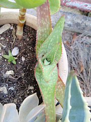 aloe saponaria P9120305