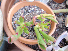 crassula ovata 'gollum' P9020236