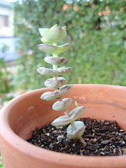 crassula perfoliata P9020248