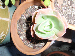 echeveria glauca P9020254