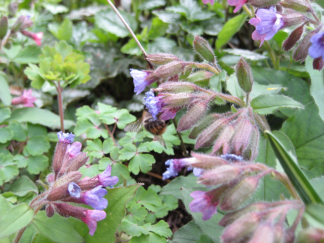 Lungenkraut mit Hummel