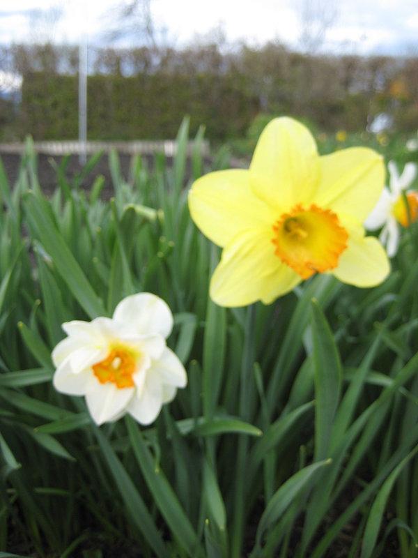 Narzissen am Blumenrabatt