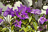 Bonsai Bougainvillea – National Arboretum, Washington D.C.