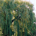 Saule pleureur- Salix babylonica