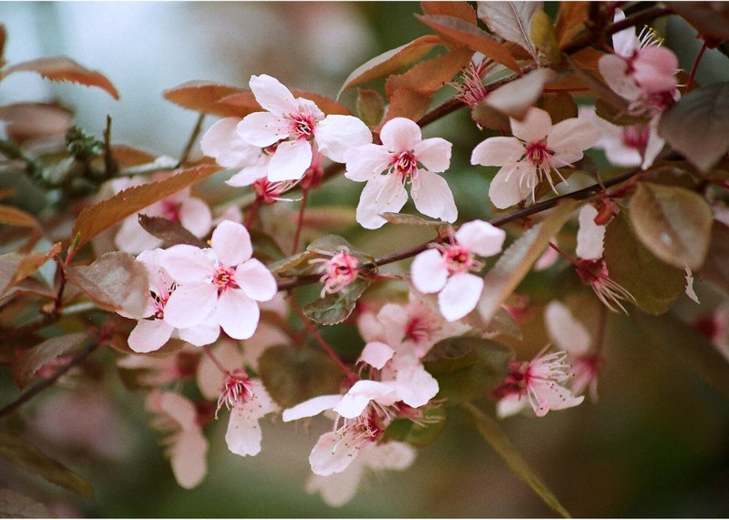 Prunus pissardii