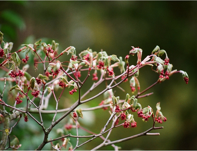 Prunus serrulata