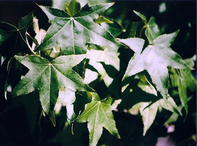 Liquidambar