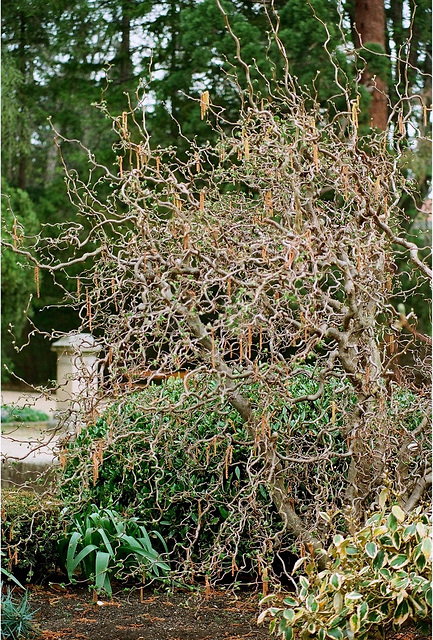 Corylus avelana contorta - Noisetier tortueux