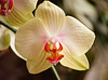 Phalaenopsis hybride