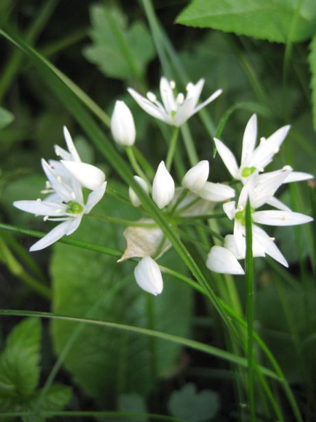 Bärlauchblüte (Allium ursinum)