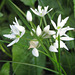 Bärlauchblüte (Allium ursinum)