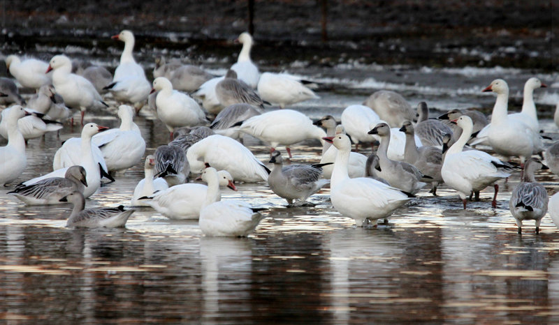 Les oies blanches