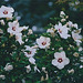 Hibiscus syriacus blanc